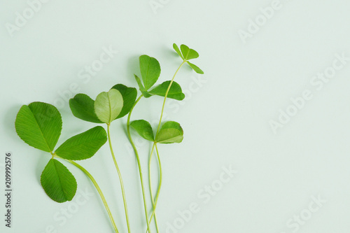 Clover leaves on a minty green background  top view  flat layout. Symbol of the feast of St. Patrick s Day.
