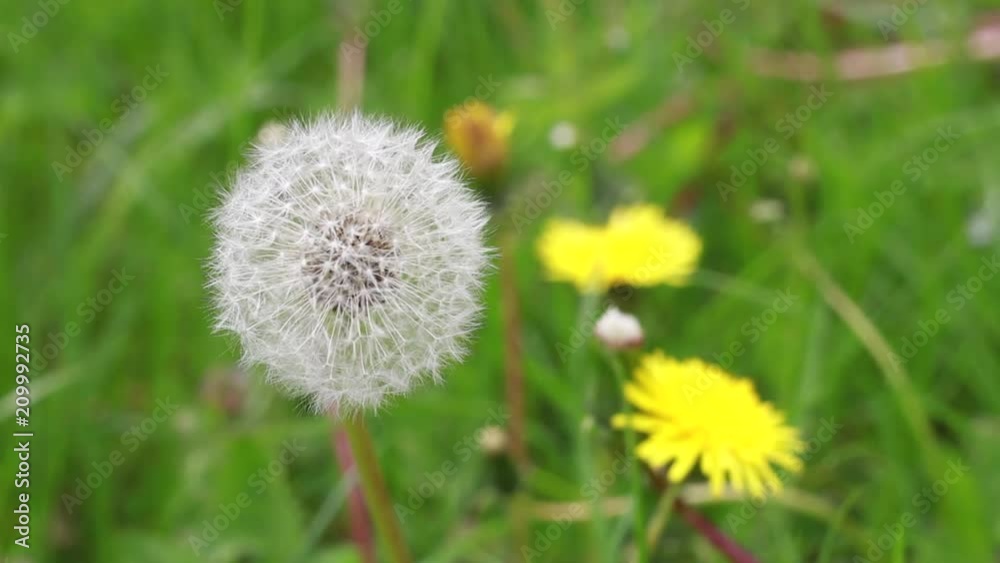 Dandelion Close Up Moving in the Breeze Dandelion Close Up Moving in the Breeze