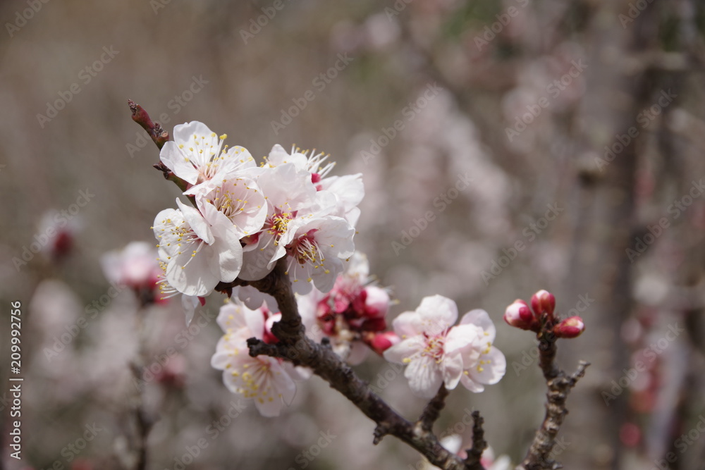 梅の花