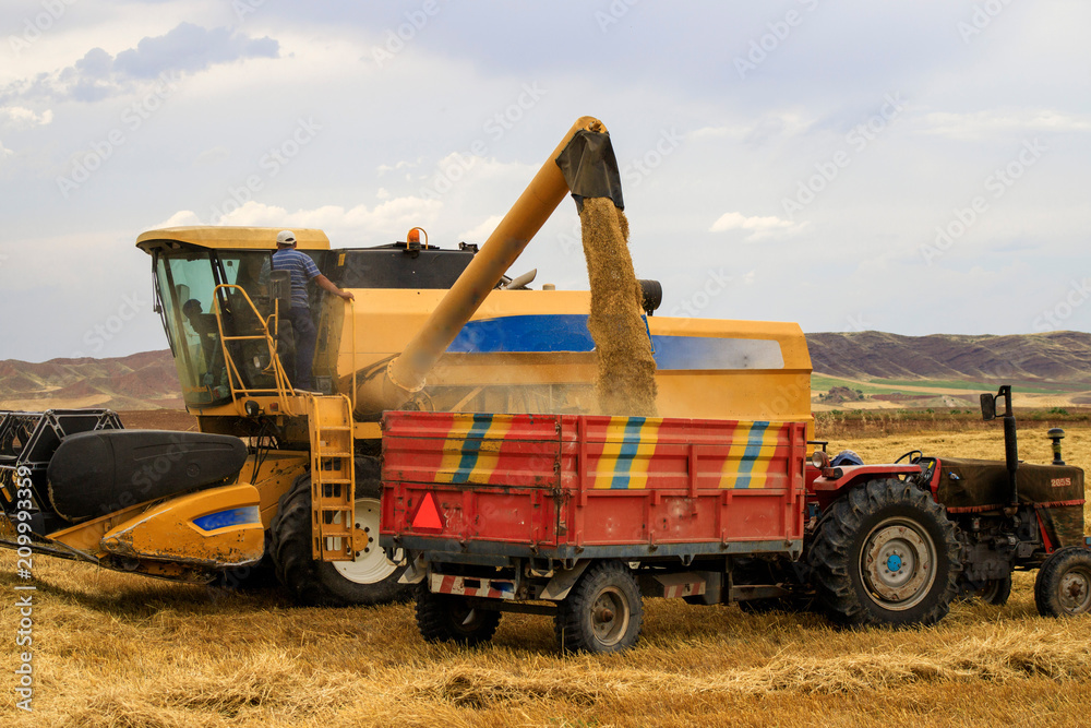 Obraz premium harvester in the field