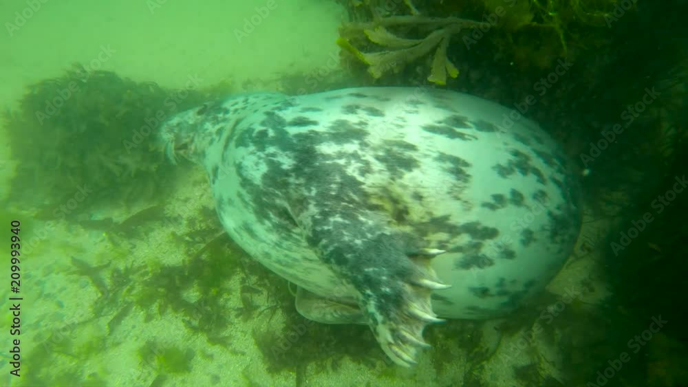 close up portrait of wild grey seal swimming underwater in the sea near Dalkey Island, Ireland