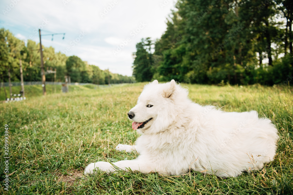 Funny young happy smiling white Samoyed dog or Bjelkier, Dog sitting outdoors in a green spring meadow. Playful pet in the open air. Funny young happy smiling white Samoyed dog or Bjelkier, Dog sitting outdoors in a green spring meadow. Playful pet in the open air.