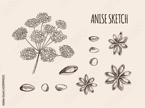 Vector Anise Sketch, Hand Drawn Illustration, Outline Drawing on Light Background.