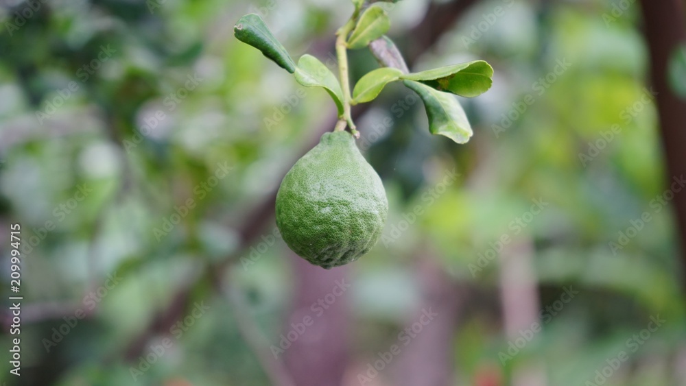 Bergamot on Tree in garden

