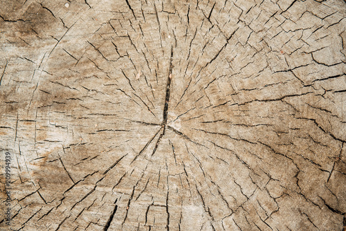 Stump wooden texture and background.