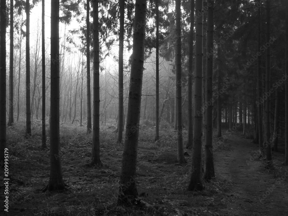 Naklejka premium bnw