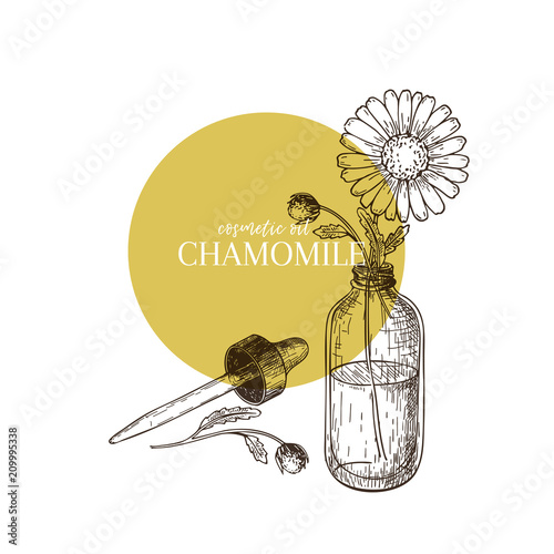Hand drawn set of essential oil. Vector chamomile daisy flower. Medicinal herb with glass dropper bottle. Engraved art. Good for cosmetics, medicine, treating, aromatherapy, package design healthcare