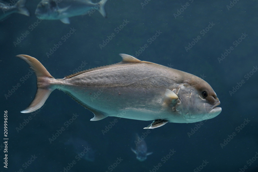 Naklejka premium Thunfische (Thunnus) Weltmeere