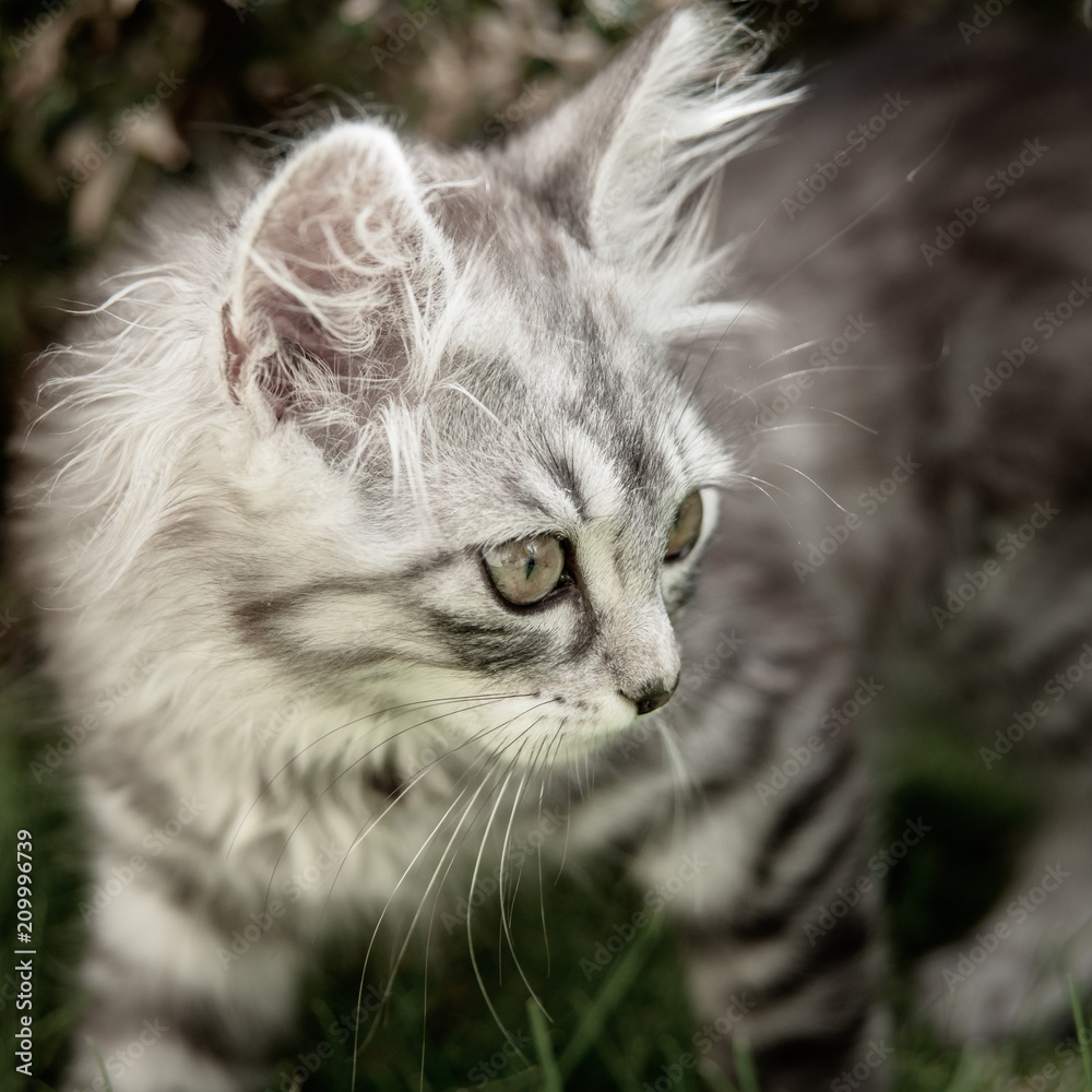Fototapeta premium Graue Tiegerkatze