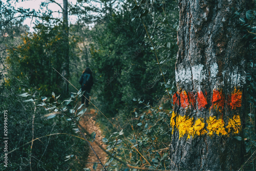Naklejka premium Close-up of the trunk bark of a tree with paint