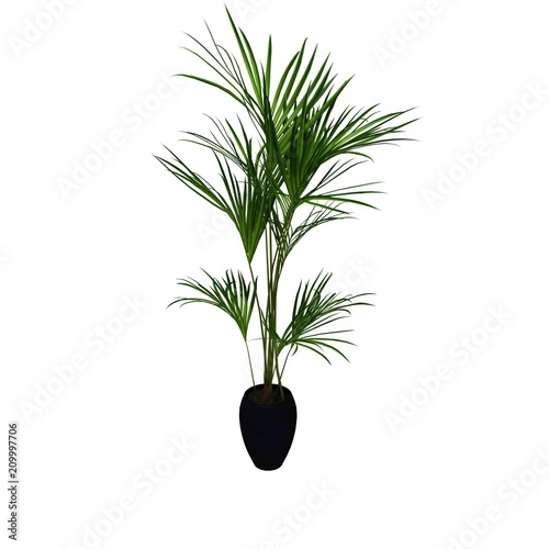 nature plant on pot