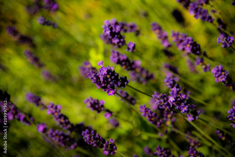 Obraz premium Beautiful violet France lavender