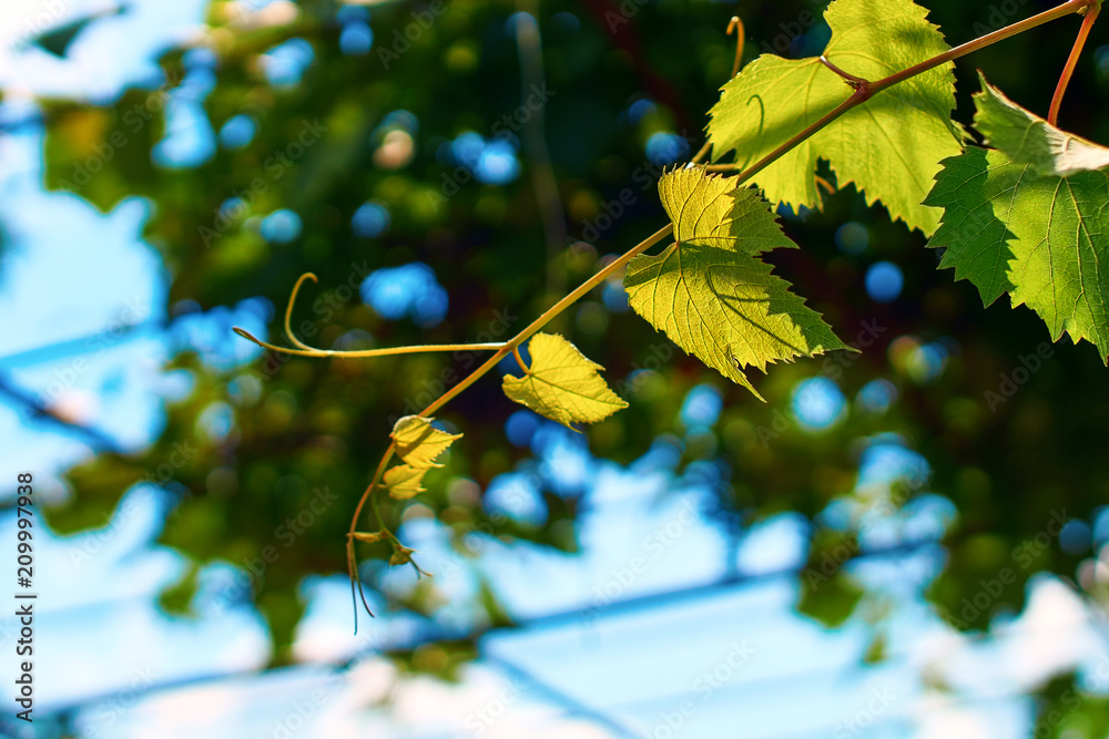 Beautiful fresh young green grape vine on a sunny blue sky background