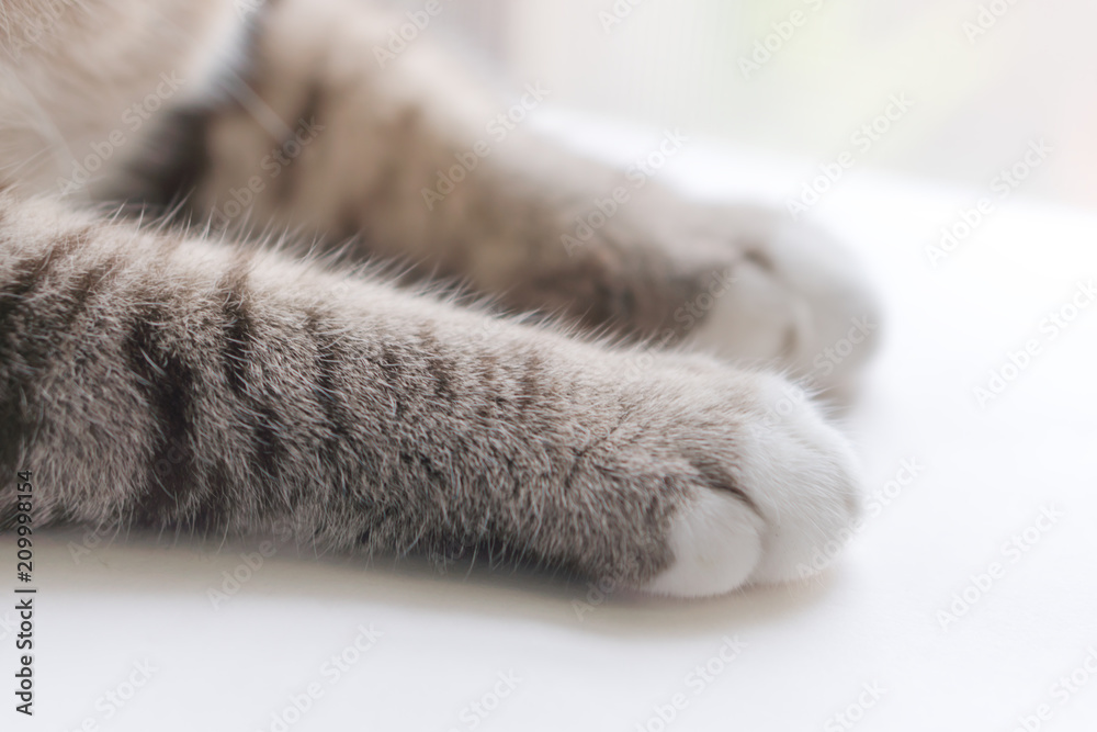 Fototapeta premium Nogi małego kota wyglądają uroczo.