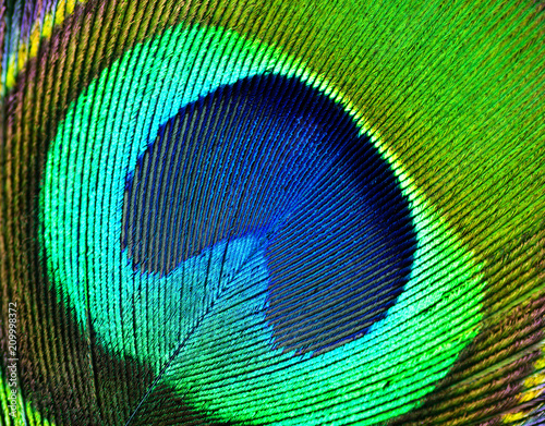 Colorful peacock feather, macro. © Vladimir Arndt