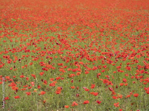 field full of red blooming poppies in french provence area in summer