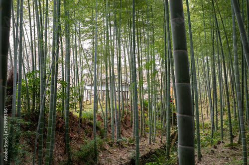 Bamboo Forest  Japan