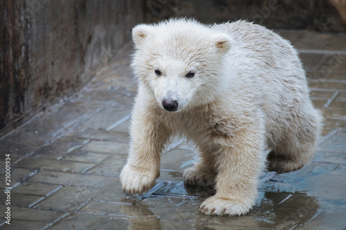Funny polar bear cub