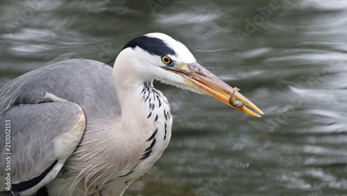 Grey Heron with a caught fish