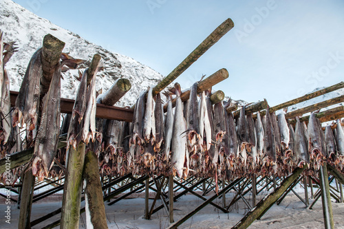 Producing stockfish from cod, Lofoten