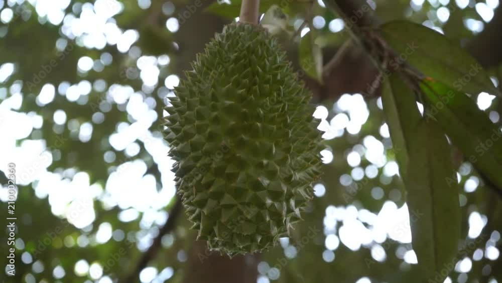 durian farm , musang king in focus durian farm , musang king in focus