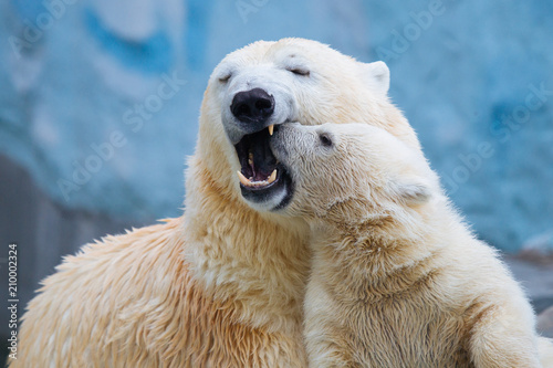 Polar bear with cub