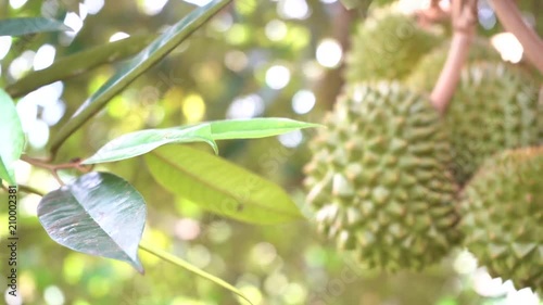durian farm , musang king in focus photo