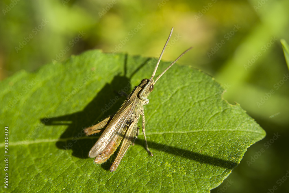 Grasshopper on green leaf Grasshopper on green leaf