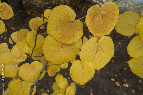 Autumnal foliage of lime tree in shades of yellow