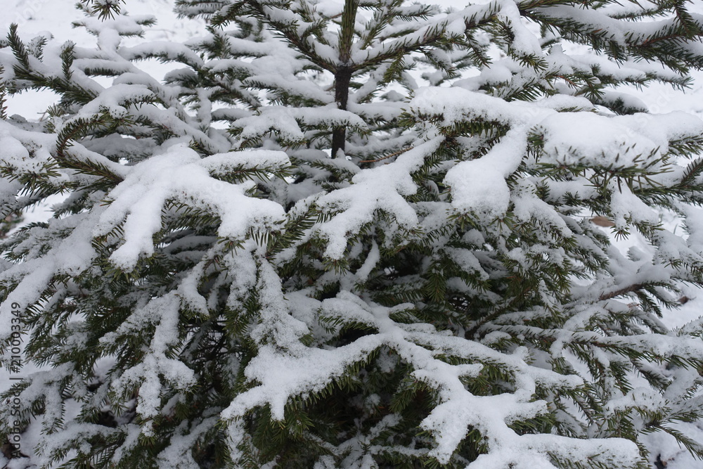 Layer of snow on branches of spruce in winter