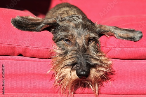 Cane bassotto a pelo ruvido sul divano.