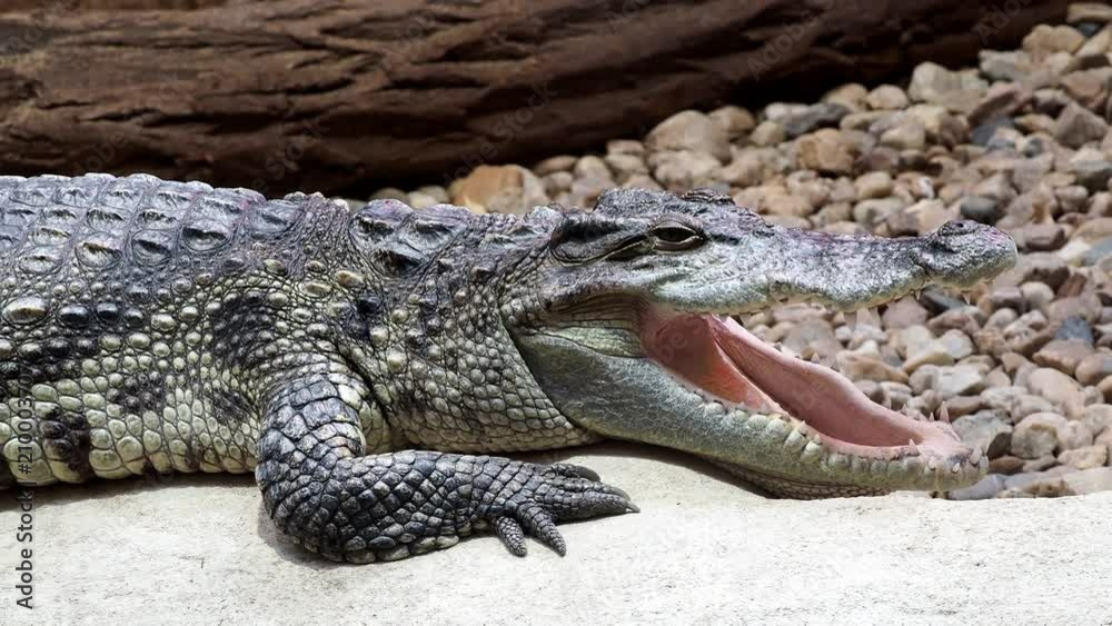 Portrait siamese crocodile head and teeth. Close up of siamese crocodile (Crocodylus siamensis) Portrait siamese crocodile head and teeth. Close up of siamese crocodile (Crocodylus siamensis)