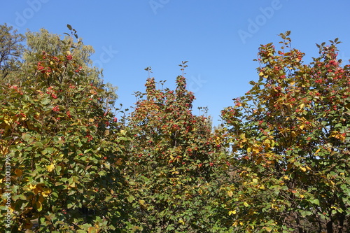Crowns of three whitebeam trees in October