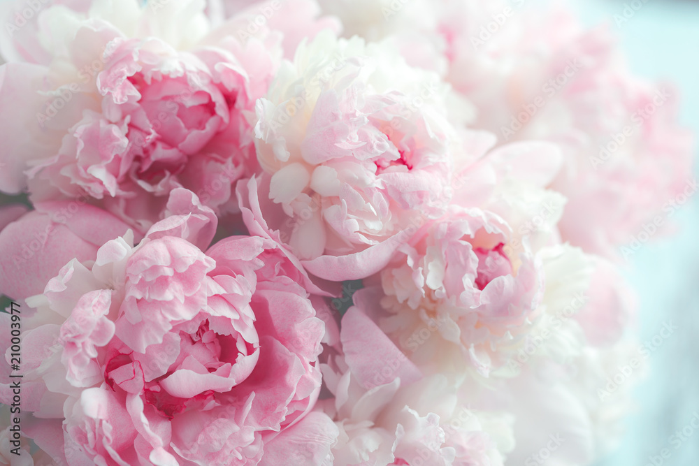 Puszyste różowe peonie kwitną tło <span>plik: #210003977 | autor: smiltena</span>