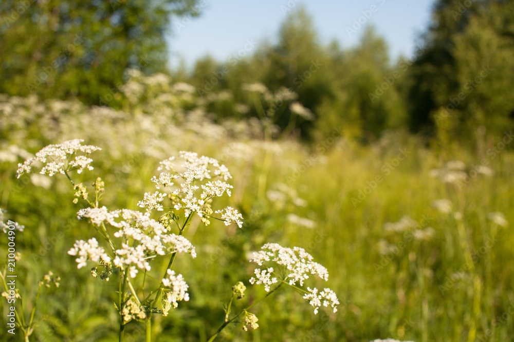 Fototapeta premium Background image of a meadow in the forest in summer