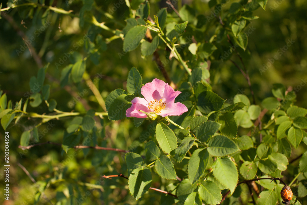 Blooming pink rose flower of rose hips on a branch Blooming pink rose flower of rose hips on a branch