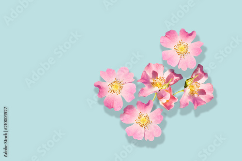 Pink flowers of wild rose isolated on turquoise background