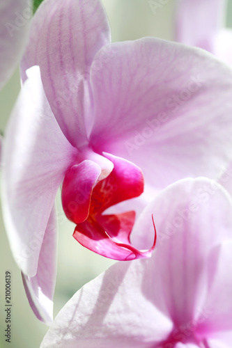 Fototapeta Naklejka Na Ścianę i Meble -  орхидея