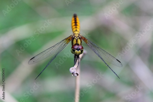 Macro shots, dragonfly Showing of eyes and wings detail,Adult dragonflies are characterized by large, multifaceted eyes.