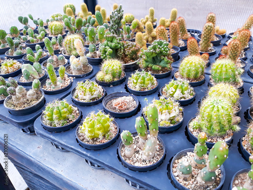 Small cactus in a pot