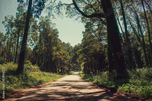 Fototapeta samoprzylepna Sintra, droga przez las, Portugalia