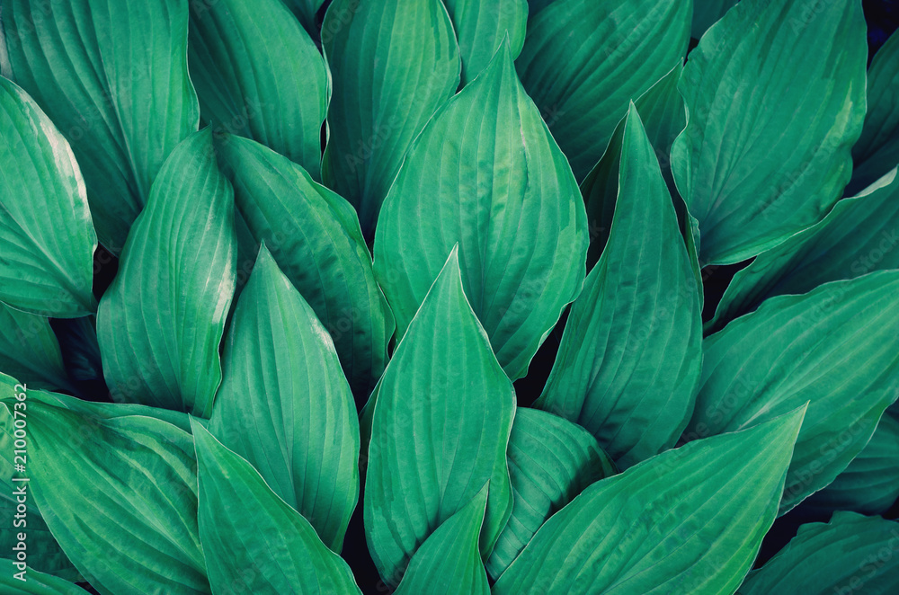 Many large green leaves. Background
