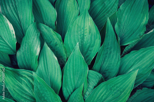 Many large green leaves. Background