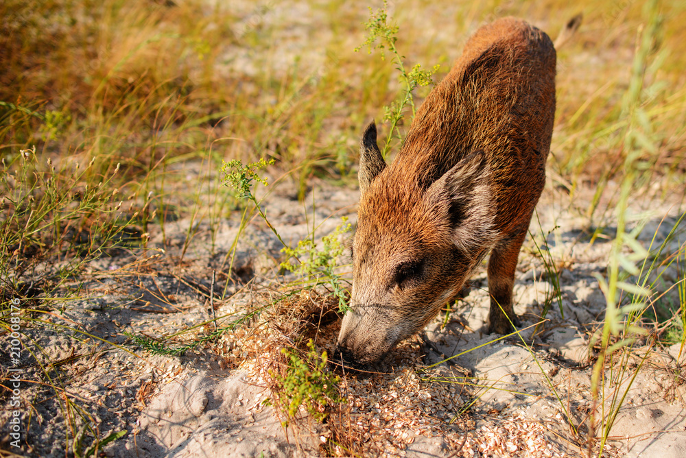 Wild boar walking in forest on foggy morning and looking at camera. Wildlife in natural habitat Wild boar walking in forest on foggy morning and looking at camera. Wildlife in natural habitat