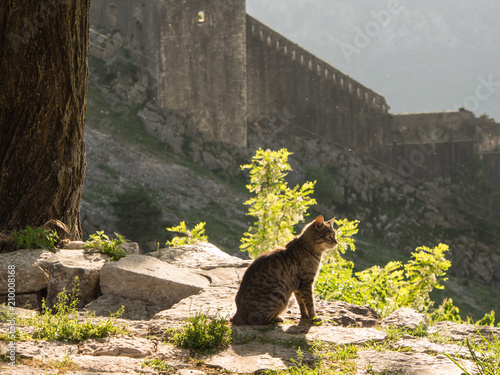 Abandoned ancient chapel in the mountains, behind Kotor fortress. Montenegro, Kotor