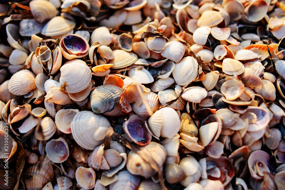 Many shells are sold in the fresh market