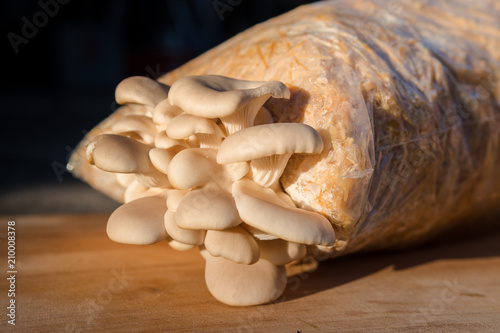 Mushroom farm bag of growing mushrooms