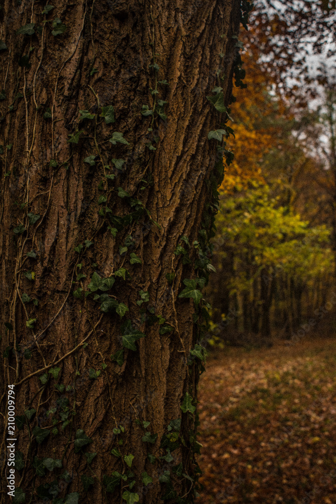Ivy climbing a tree Ivy climbing a tree