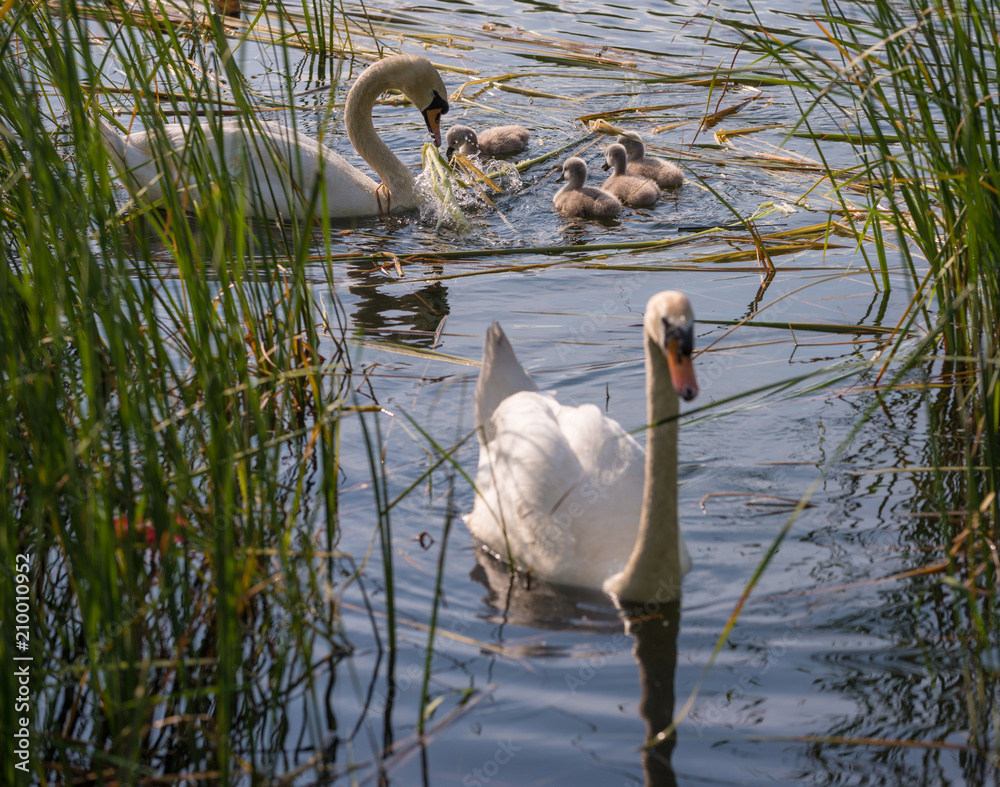 Fototapeta premium Swans on the lake in the thickets of bulrush