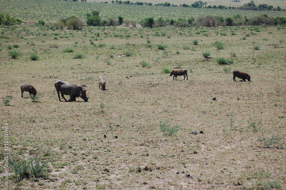 Fototapeta premium Kenya